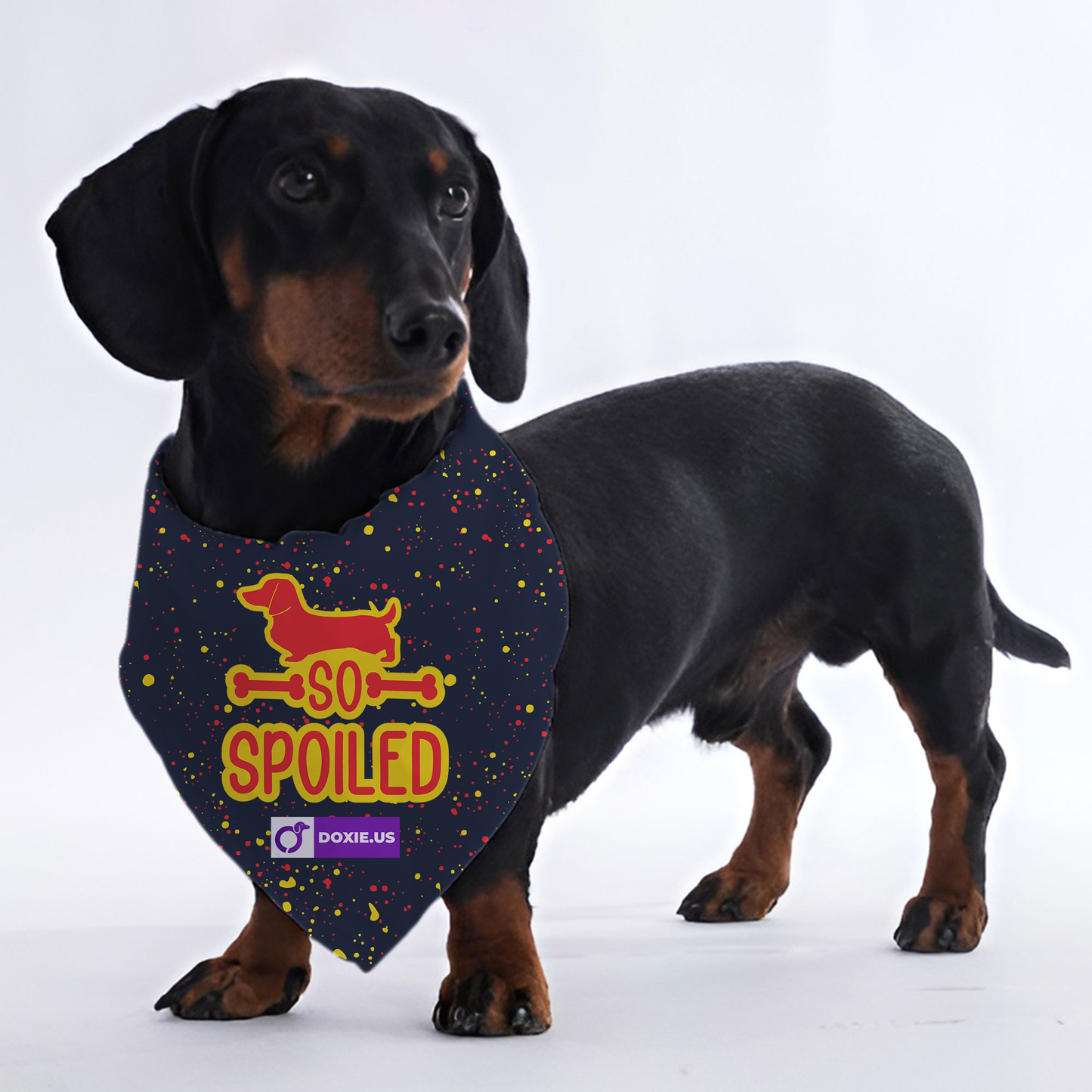 SO SPOILED - Bandanas for Dachshunds