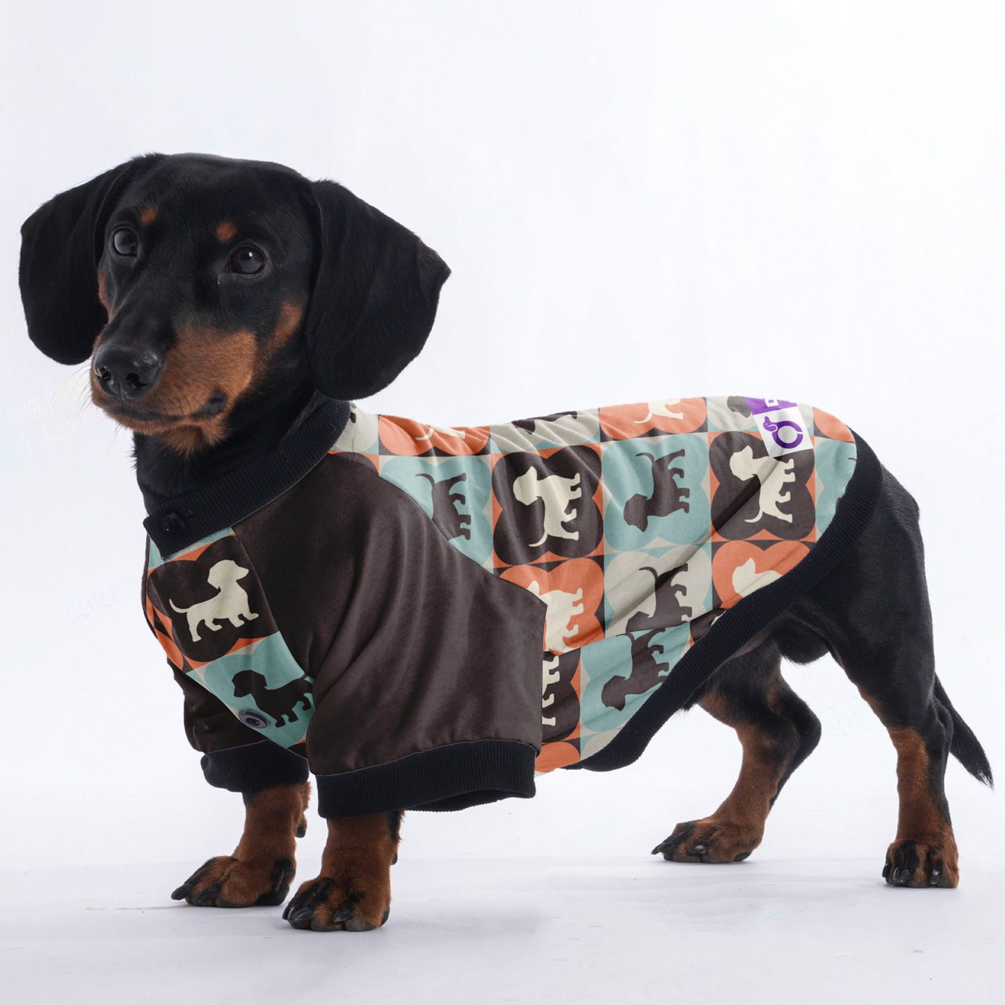 Molly - Jacket for Dachshunds
