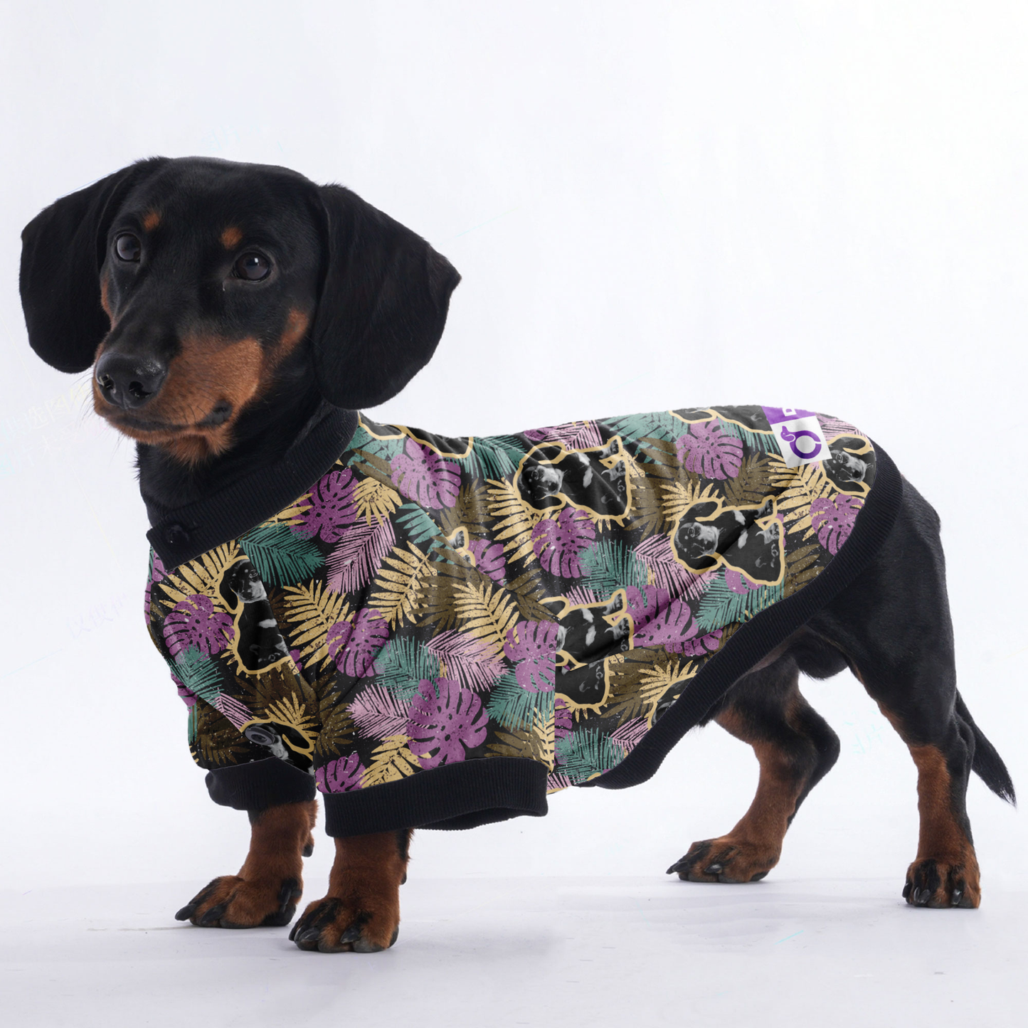 Personalized Doxie Jacket with Your Pup's picture