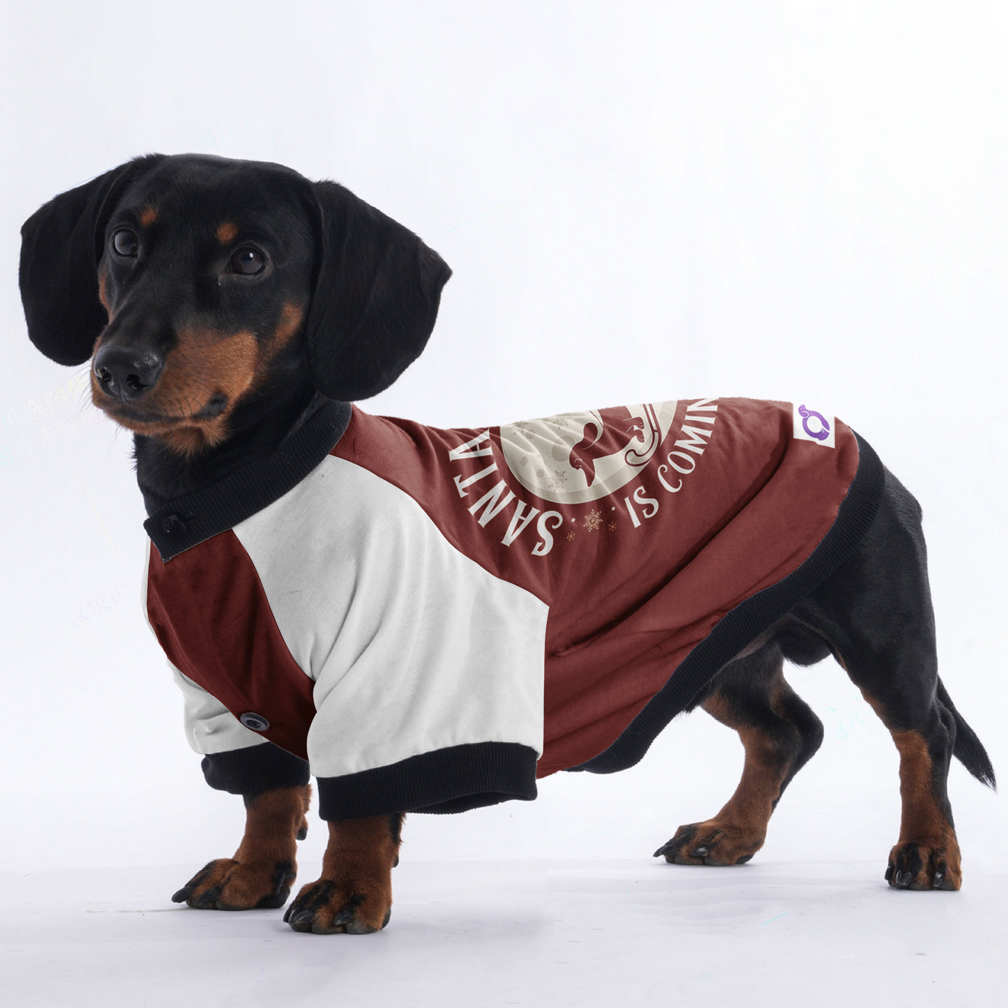 Charlie - Jacket for Dachshunds