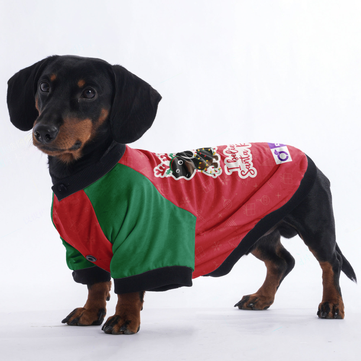 I believe in Santa Paws - Jacket for Dachshunds