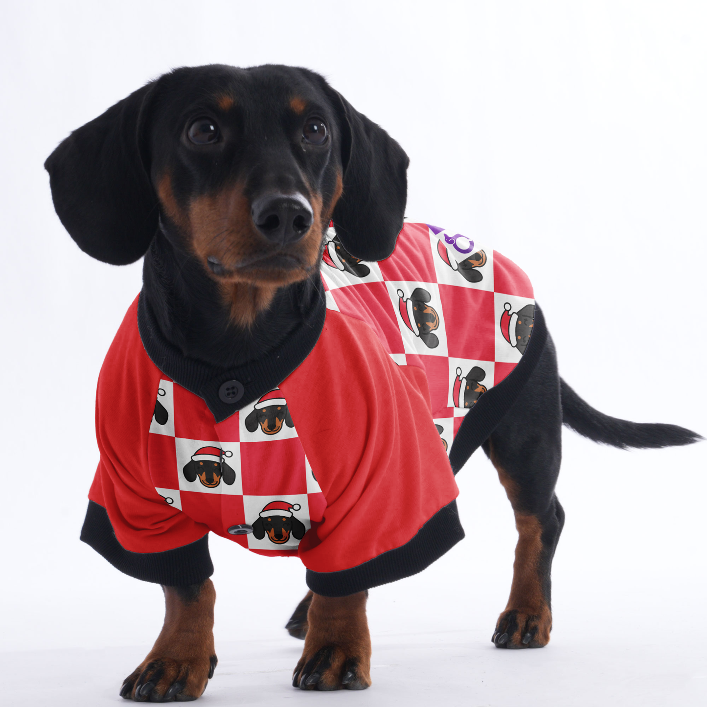 Rolo - Jacket for Dachshunds