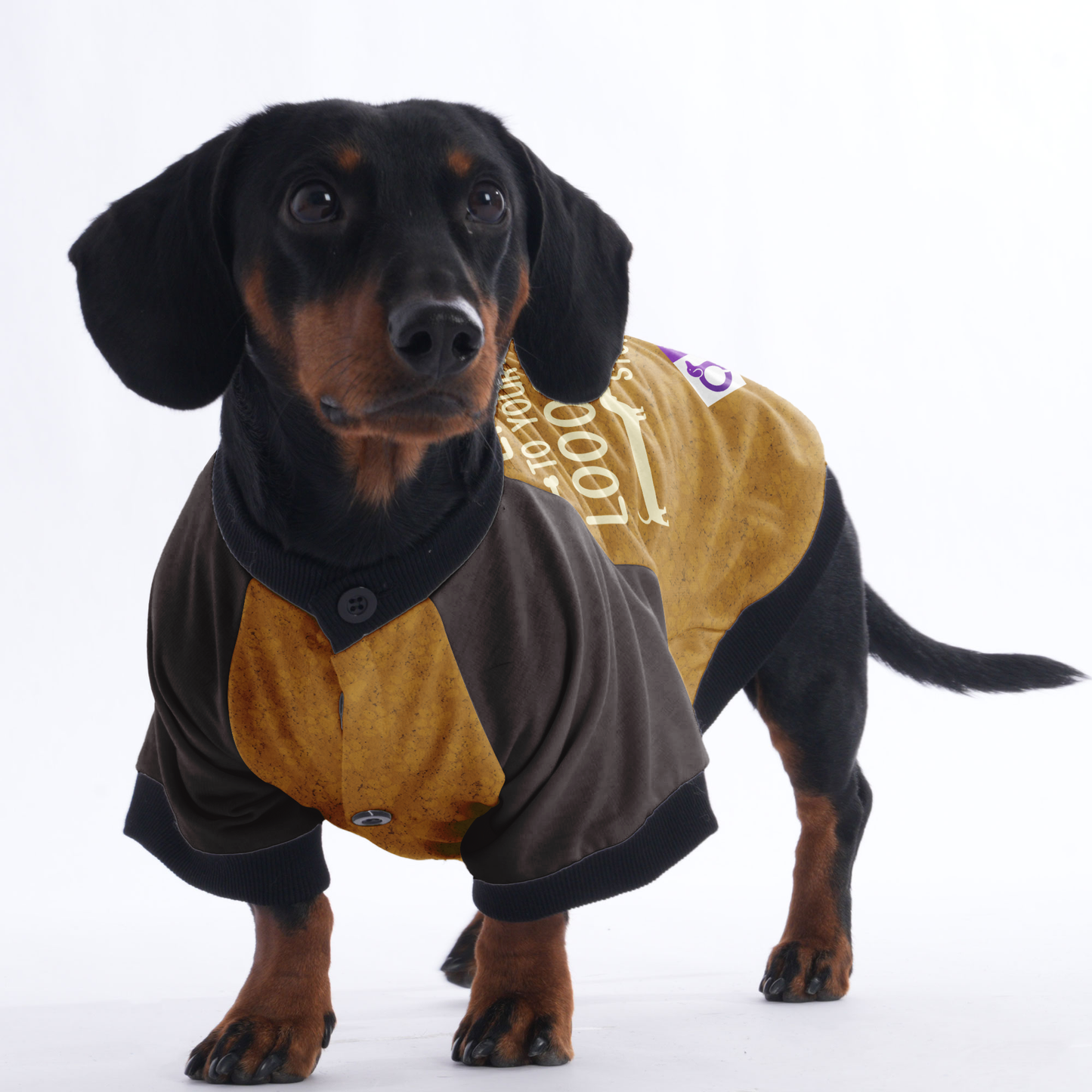 ALWAYS READY TO LISTEN TO YOUR LOOOONG STORY - Jacket for Dachshunds