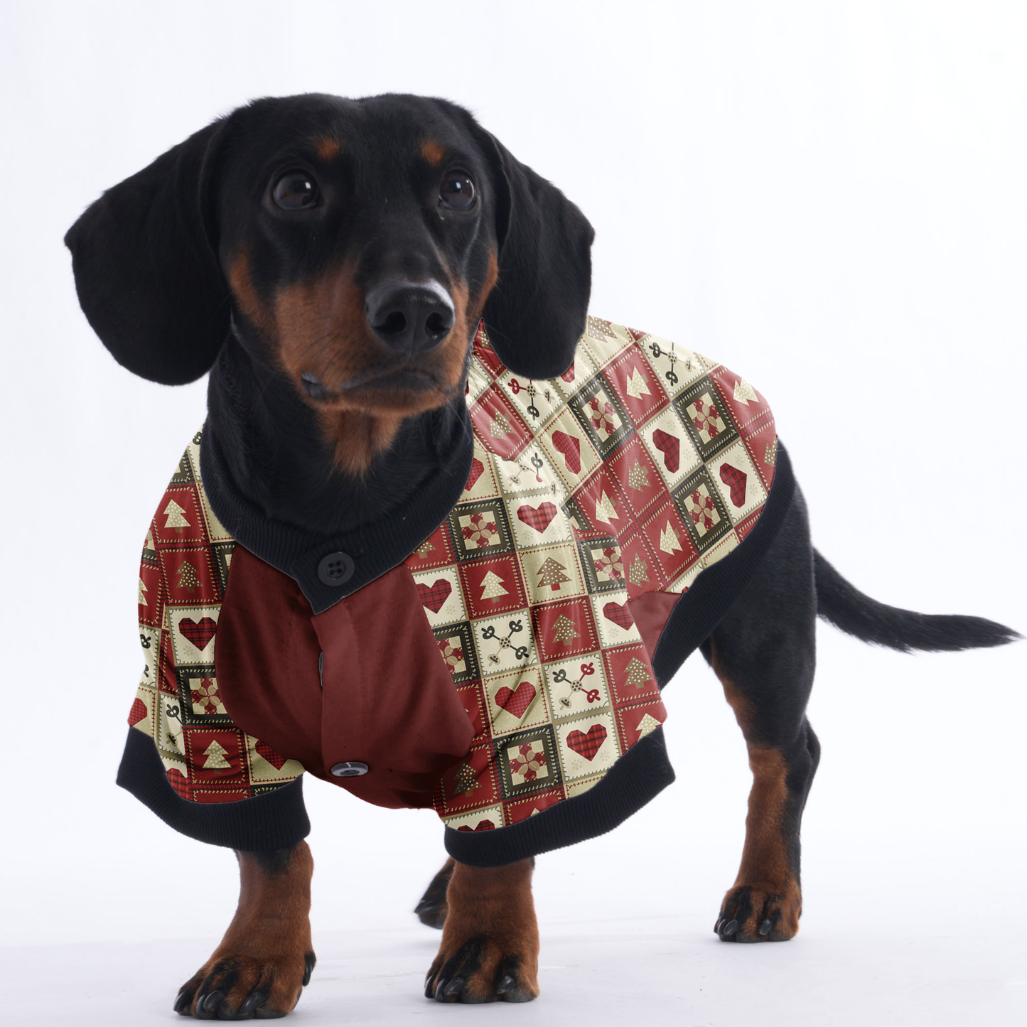 Bailey - Jacket for Dachshunds