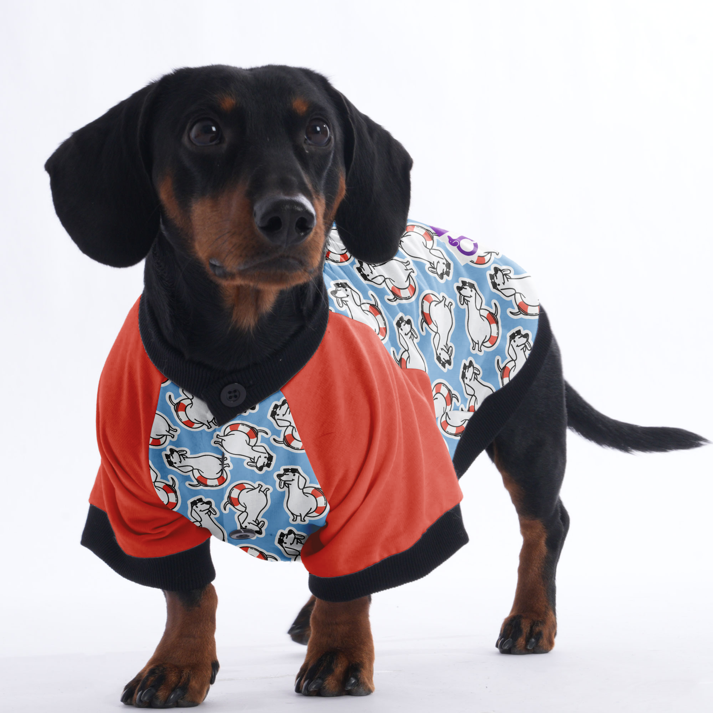 Sandra - Jacket for Dachshunds