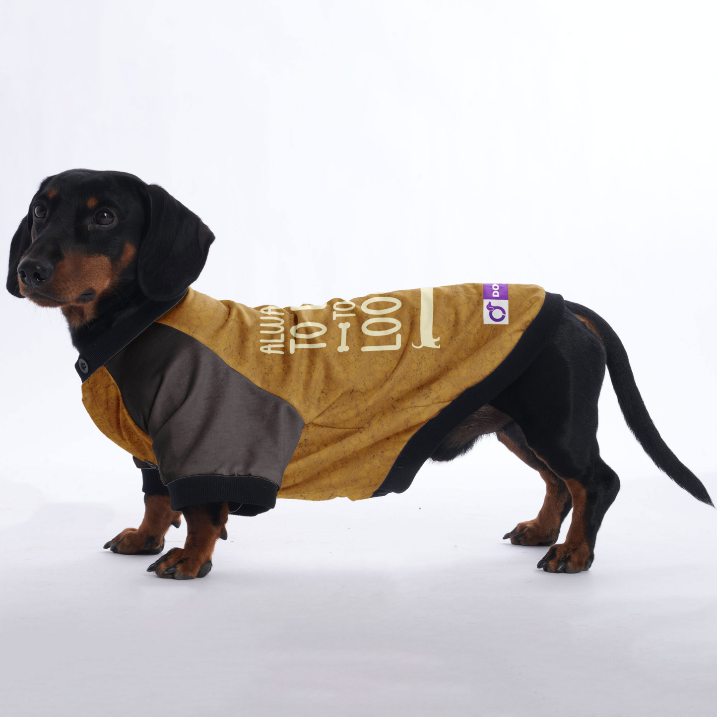 ALWAYS READY TO LISTEN TO YOUR LOOOONG STORY - Jacket for Dachshunds