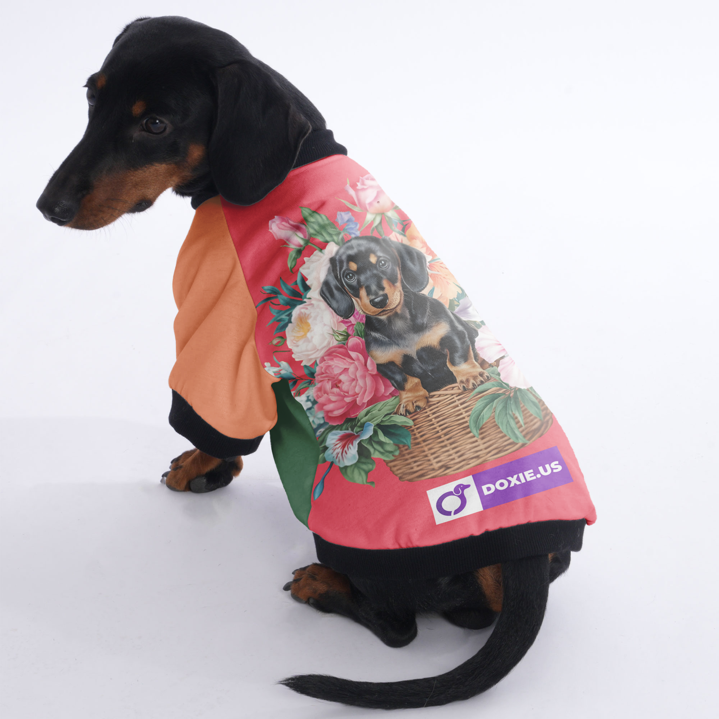 Alan - Jacket for Dachshunds