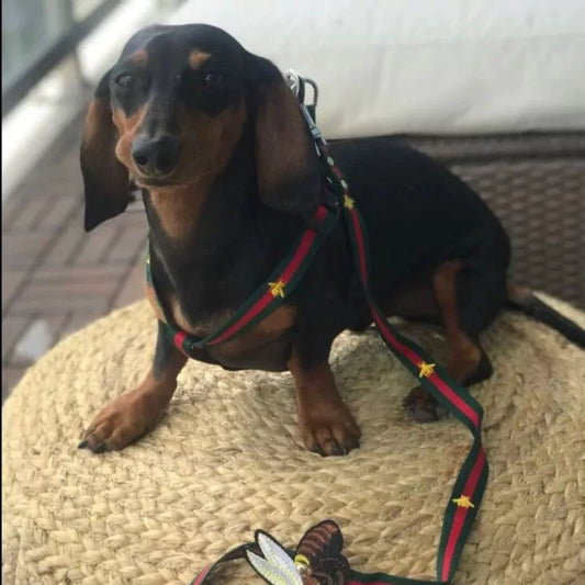 www.doxie.us-Dachshund-Bee-Harness-_-Leash-Set