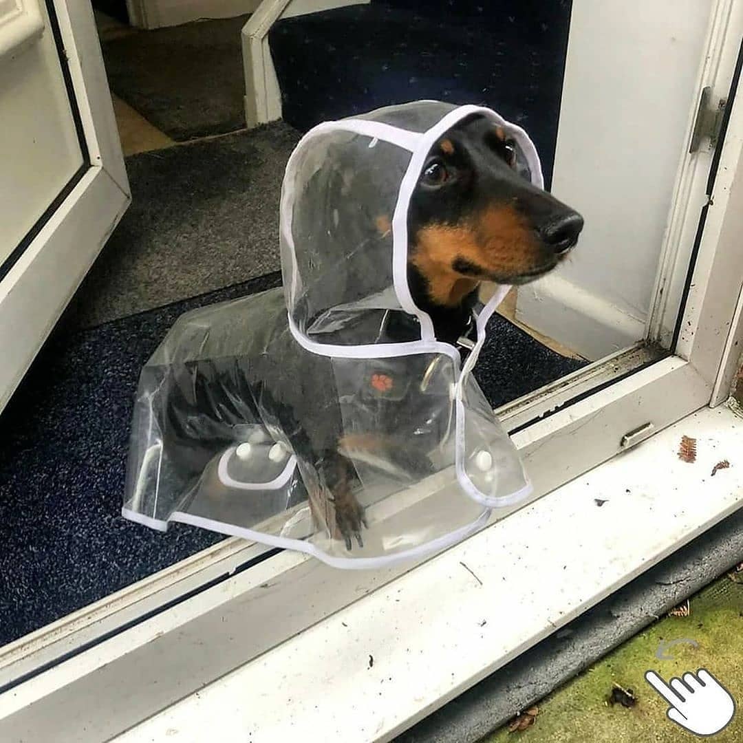 Chubasquero para perros salchicha