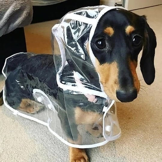 Chubasquero para perros salchicha