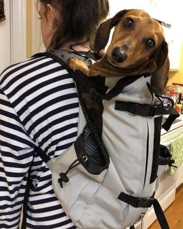 Backpack-Carrier-for-Dachshunds