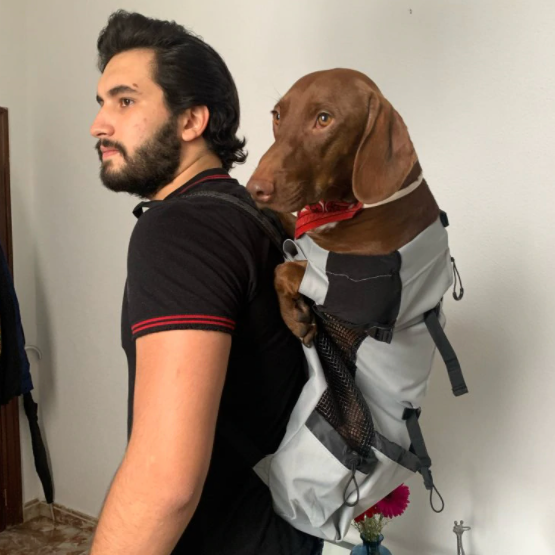 Backpack-Carrier-for-Dachshunds