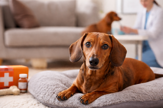 Is Your Dachshund at Risk of IVDD? Learn the Warning Signs, Treatment Options, and Lifespan Facts