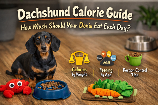 Dachshund Calorie Guide: How Much Should Your Doxie Eat Each Day?