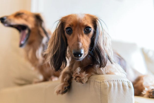 Do Dachshund Dog Bark a Lot?