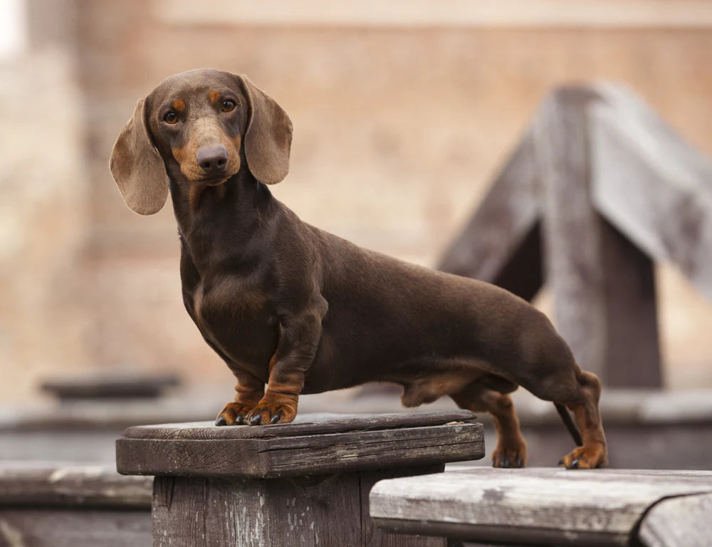 Ten Common Health Challenges of Dachshunds