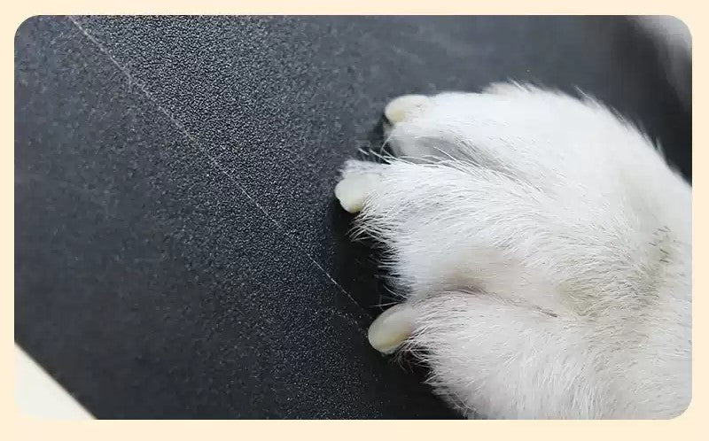 Dachshund Nail Scratching Pad – Self-Grooming Wooden Board for Healthy Paws