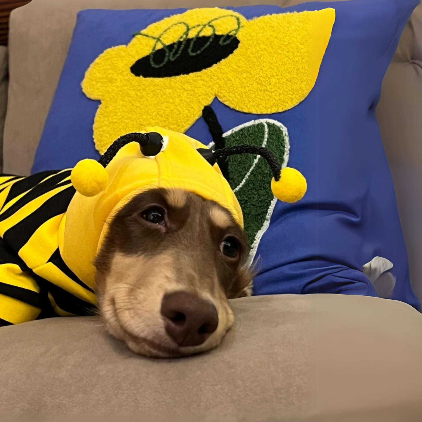 Dachshund Bee Costume Doxie Hooded Sweatshirt