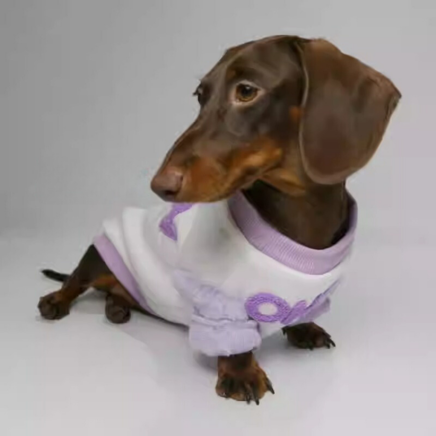 Stylish Dachshund Sweater with Plush Accents