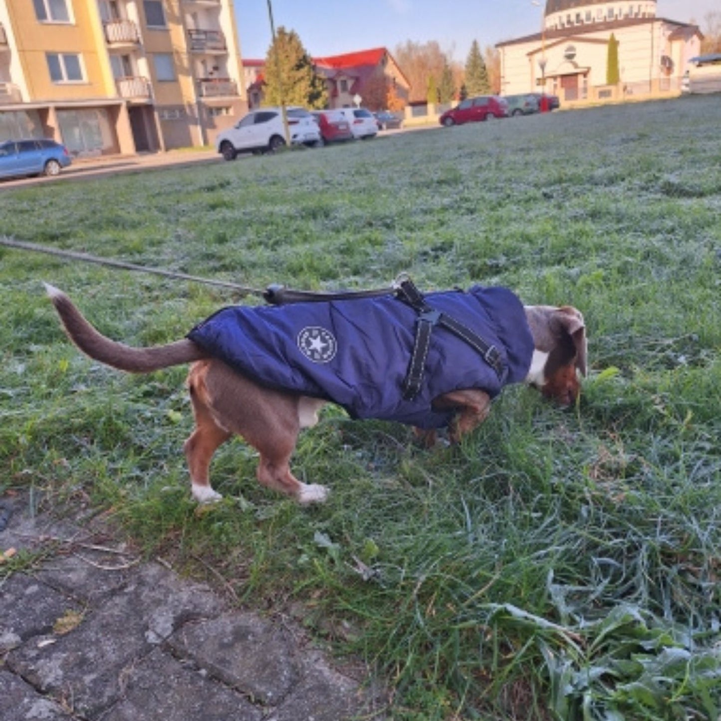 FrostGuard Chaqueta impermeable con arnés para perro salchicha de invierno