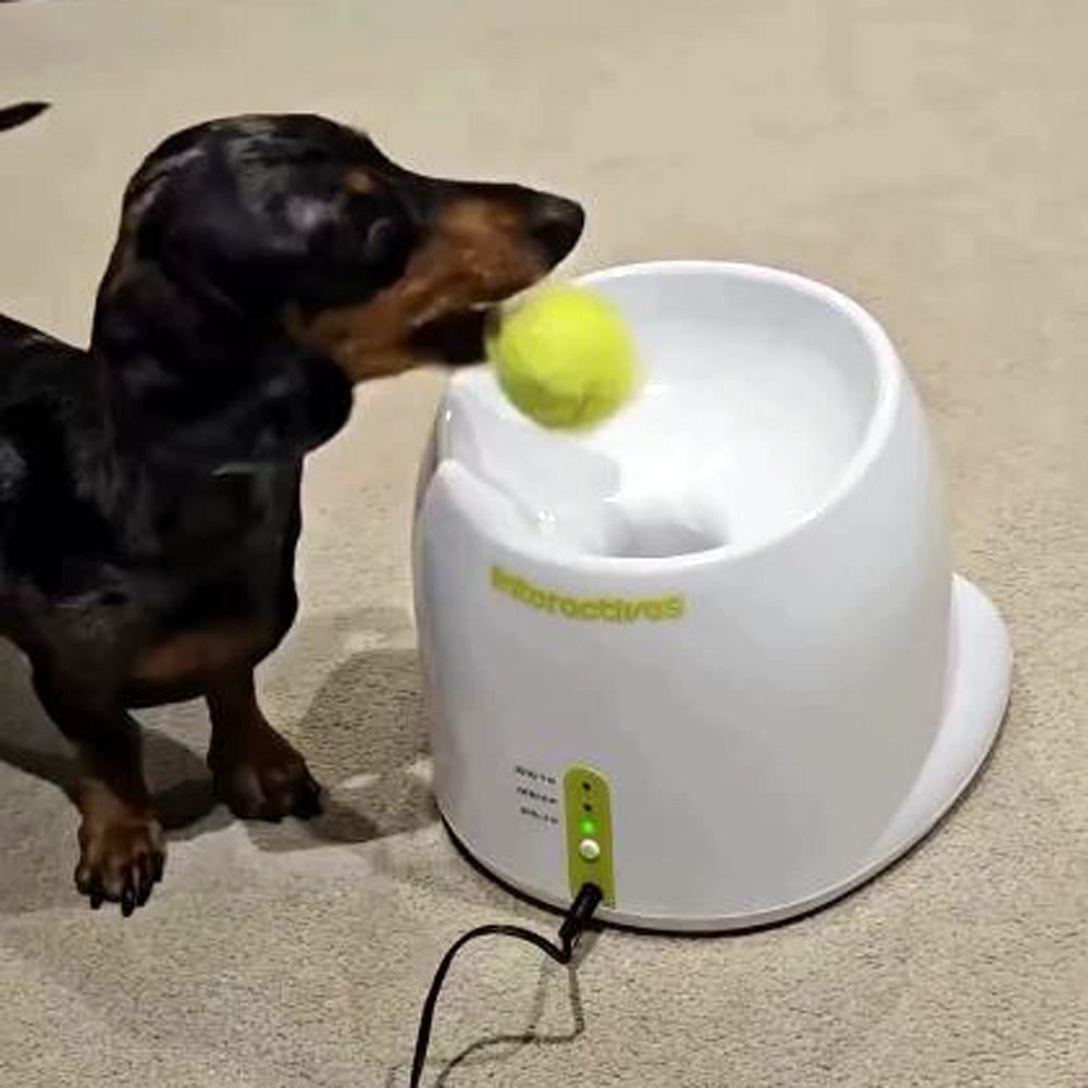 DachBall Automatic Tennis Ball Launcher for Dachshunds