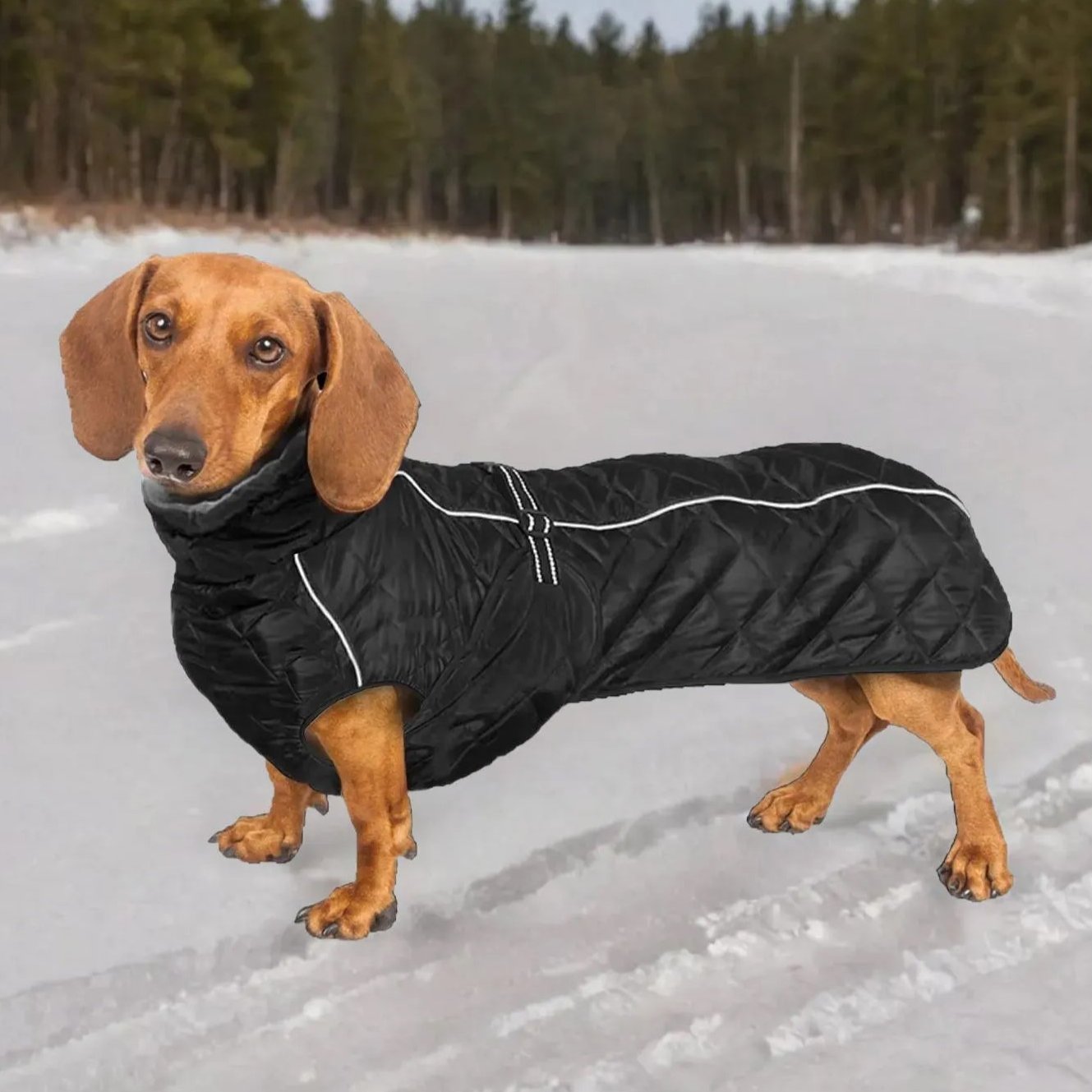 Dachshund Outdoor Jacket Reflective Doxie Winter Coat