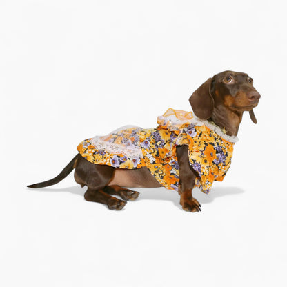BloomBow-Dachshund-Summer-Dress.jpg