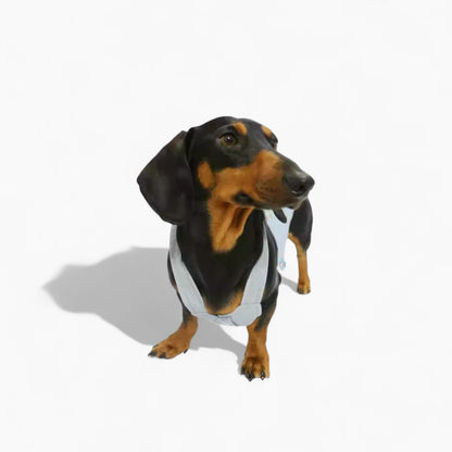 BloomVest-Dachshund-Summer-Vest.jpg