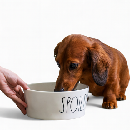 Bowlzy-Dachshund-Spoiled-Bowl.jpg
