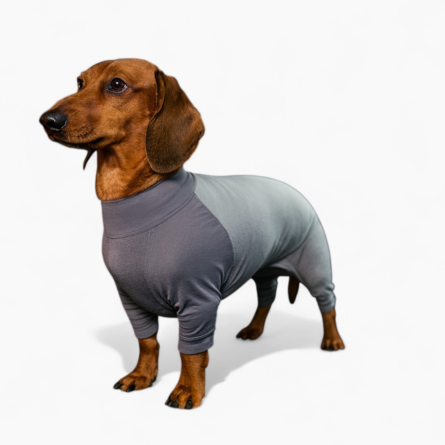 BugShield-Dachshund-Protective-Suit.jpg