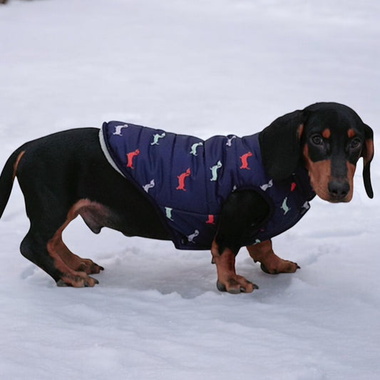 Dachshund Zipper Vest Windproof Winter Jacket