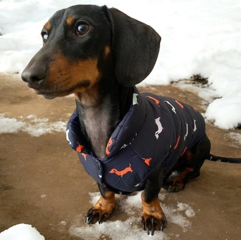 Dachshund Winter Zipper Coat - Windproof Warm Vest for Small Pets