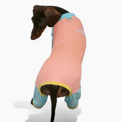 CoolPup-Dachshund-Summer-Suit.jpg