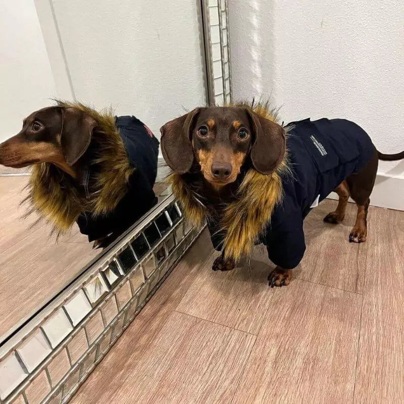 CozyTail Dachshund Winter Coat