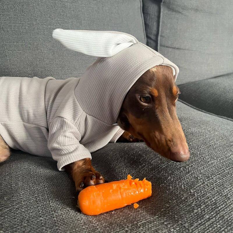 Cute-Dachshund-Rabbit-Hoodie-Bunny-Ears-Doxie-Costume-www.doxie.us