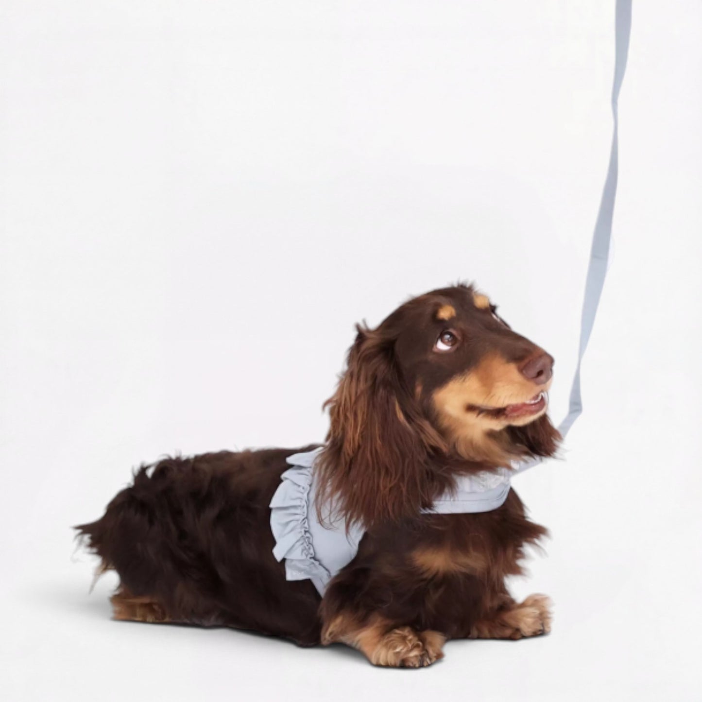 DachLac-Dachshund-Soft-Ruffle-Lace-Vest.jpg