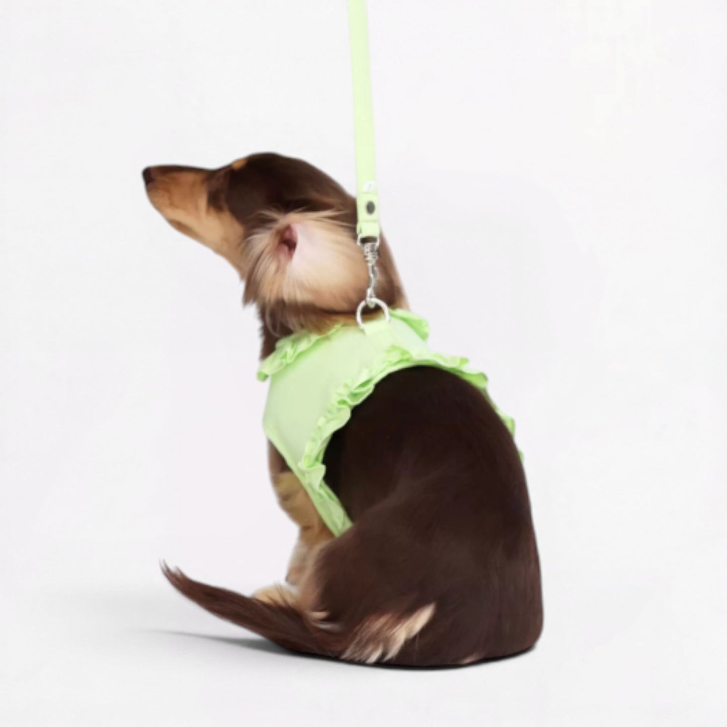 DachLac-Dachshund-Soft-Ruffle-Lace-Vest.jpg