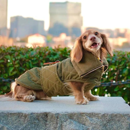DachLux-Dachshund-Winter-Jacket.jpg