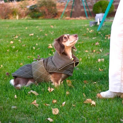 DachLux-Dachshund-Winter-Jacket.jpg
