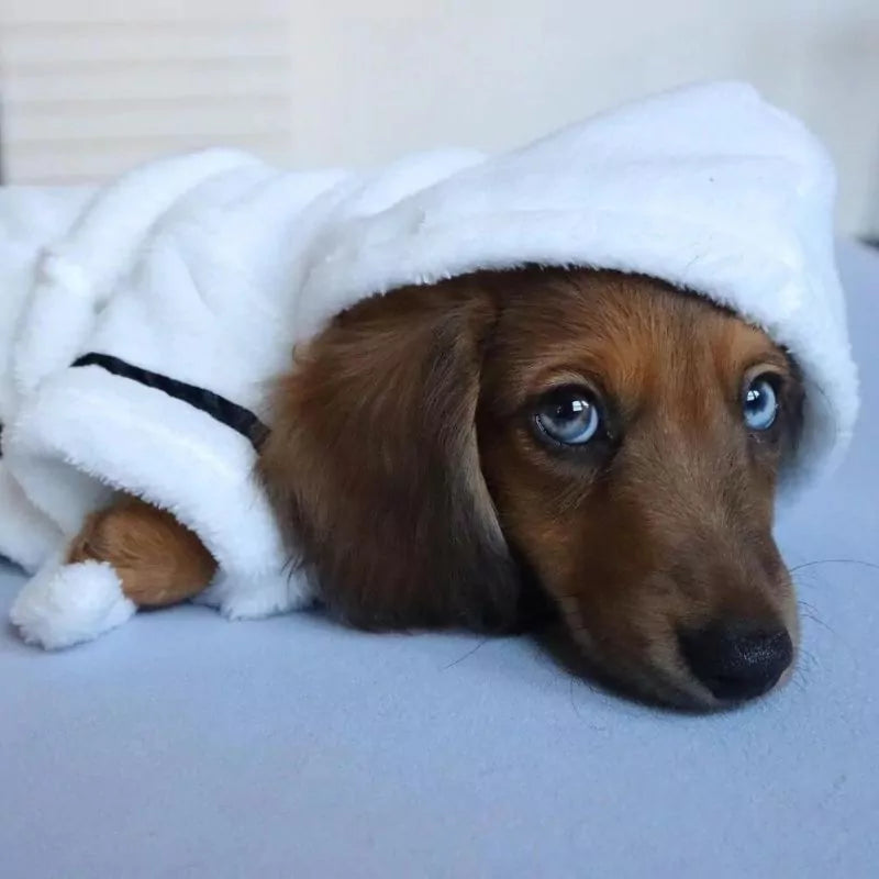 Dachshund-Bath-Robe-www.doxie.us