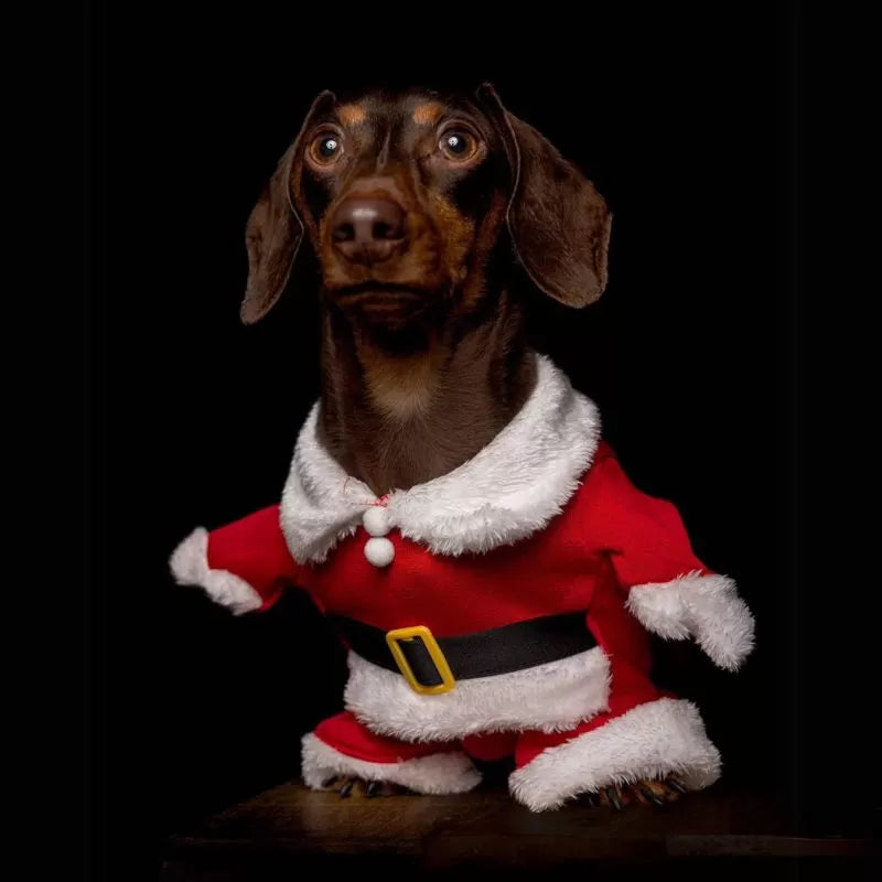 Dachshund-Christmas-Costume-Santa-Claus-Design-Standing-Cloth-doxie.us