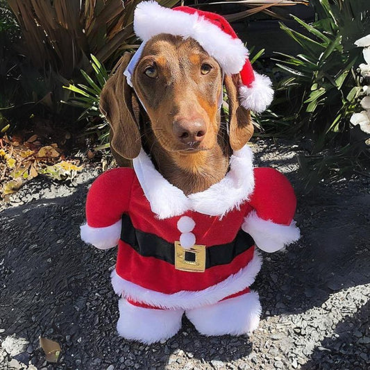 Dachshund-Christmas-Costume-Santa-Claus-Design-Standing-Cloth-doxie.us