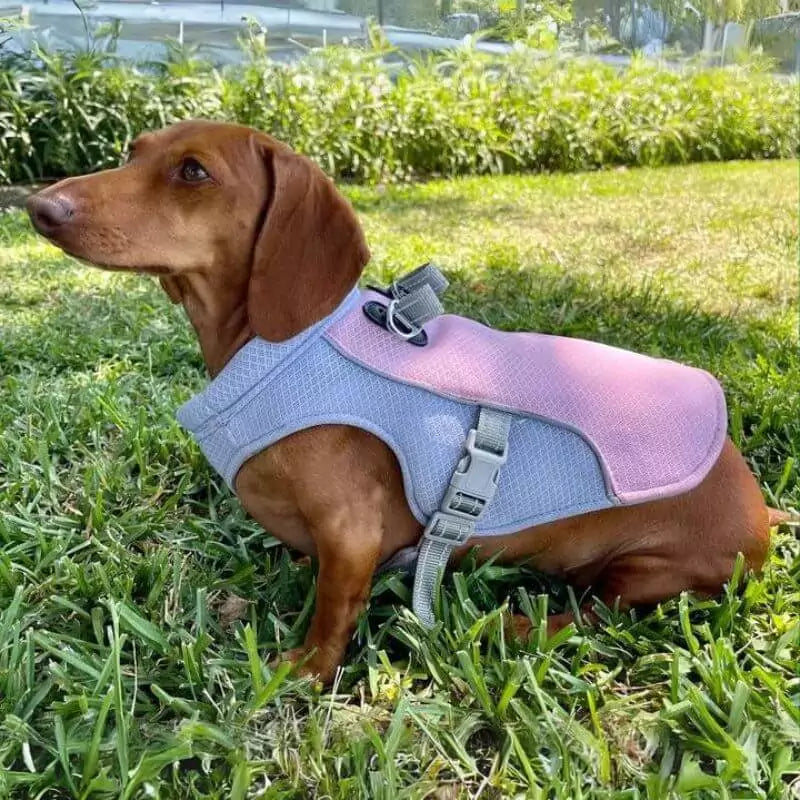 Dachshund-Cooling-Vest-Ultimate-Hot-Weather-Protection-for-Doxie-www.doxie.us