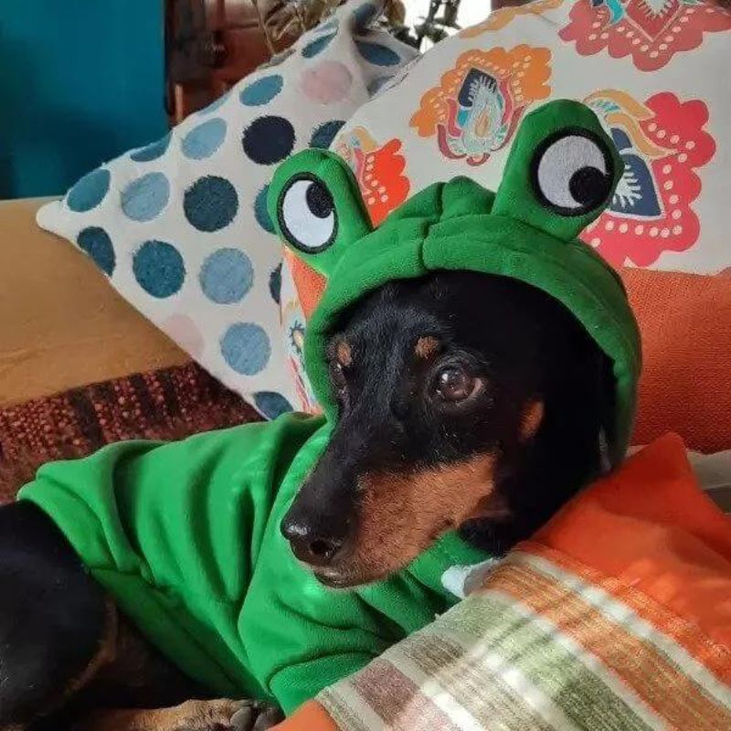 Dachshund-Frog-Hoodie-Warm-Doxie-Sweatshirt-www.doxie.us