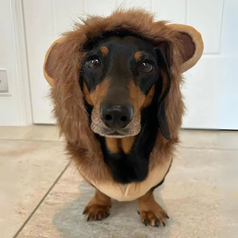 Dachshund-Lion-Costume-www.doxie.us