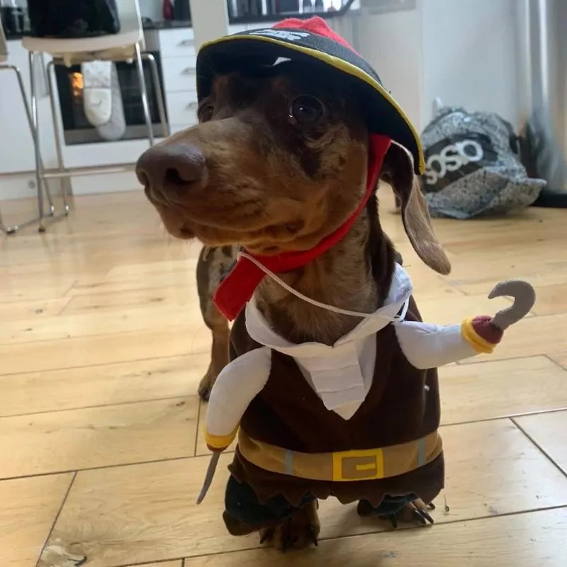 Dachshund-Pirate-Halloween-Costume-www.doxie.us