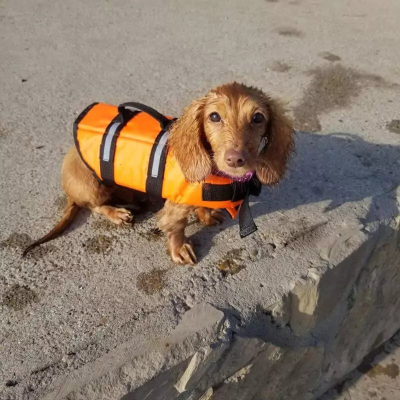 Dachshund-Swimming-Vest-Reflective-Dog-Life-Jacket-doxie.us