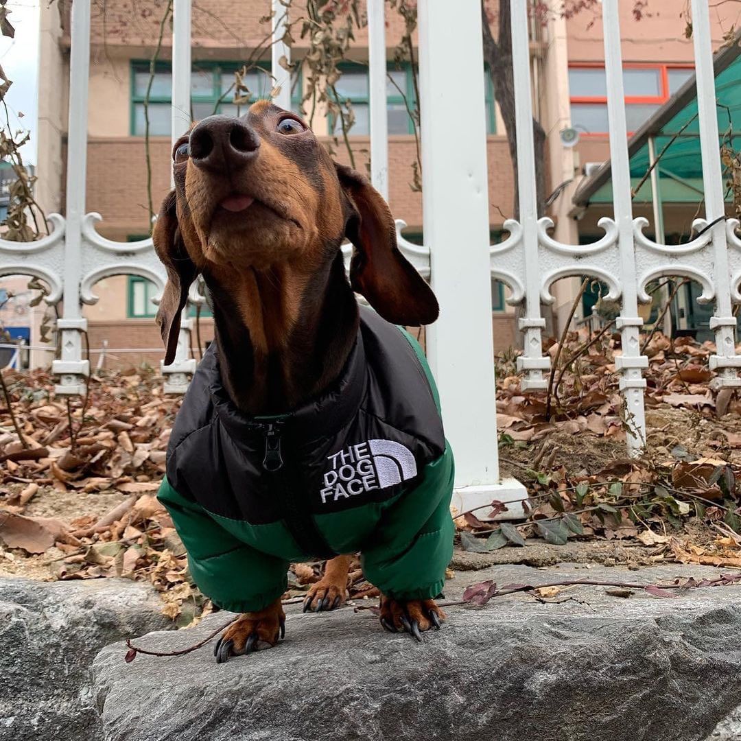 Dachshund-Warm-Windproof-Jacket-doxie.us