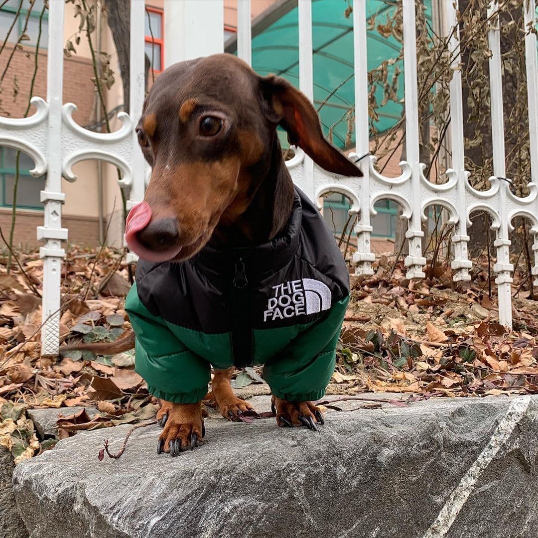 Dachshund-Warm-Windproof-Jacket-doxie.us