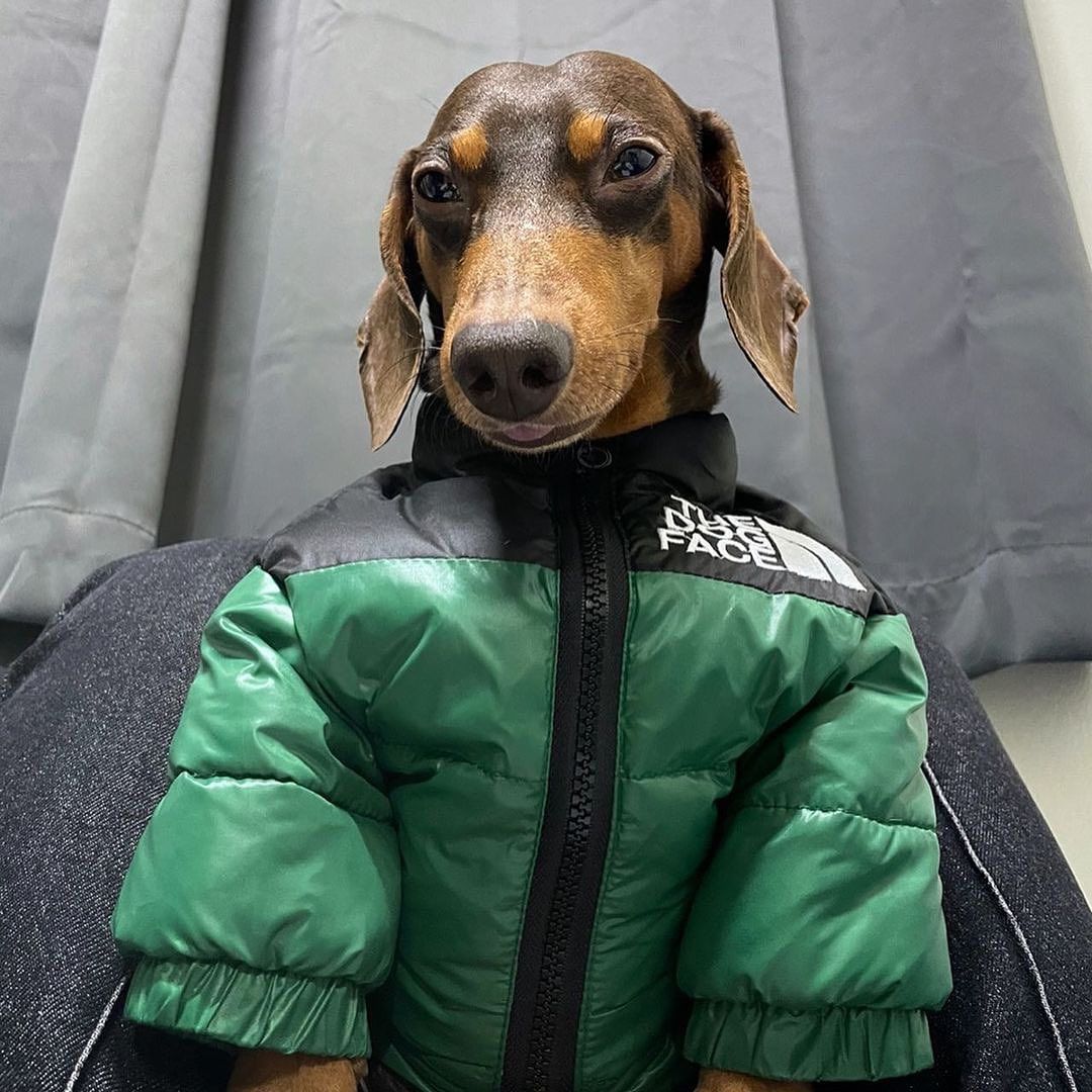 Dachshund-Warm-Windproof-Jacket-doxie.us